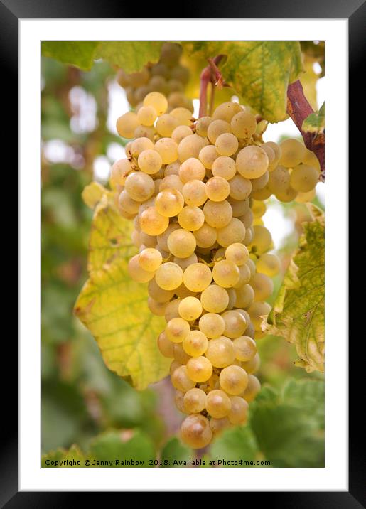 Autumn Delicacy. Taste of Grapes Framed Mounted Print by Jenny Rainbow