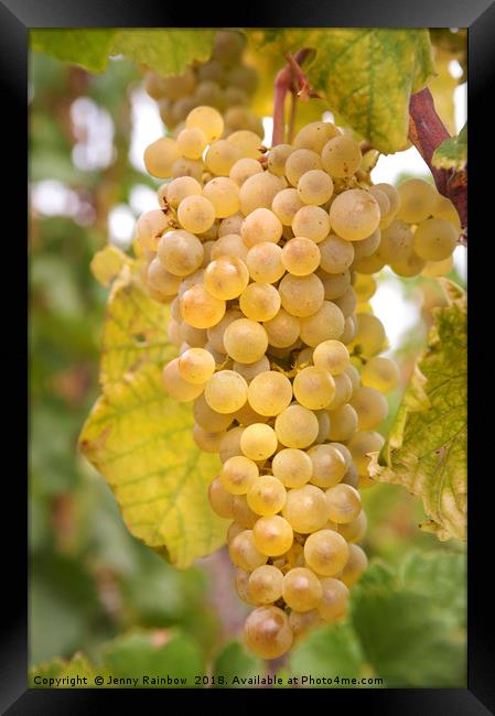 Autumn Delicacy. Taste of Grapes Framed Print by Jenny Rainbow