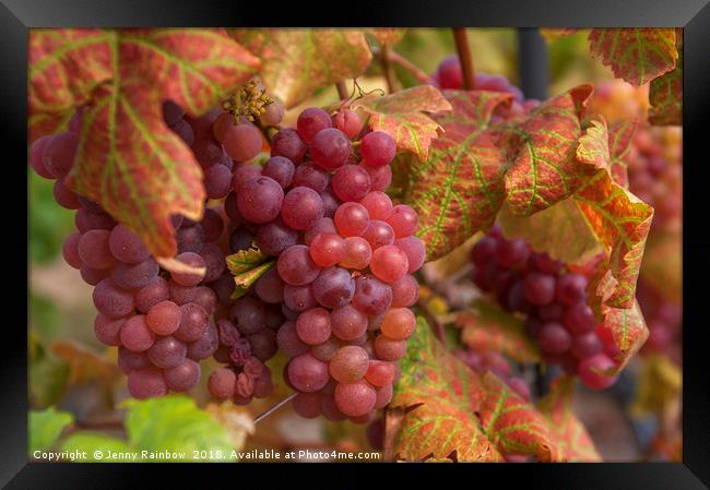 Juicy Taste Of Autumn. Red Grapes Clusters 1 Framed Print by Jenny Rainbow