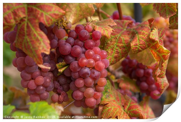 Juicy Taste Of Autumn. Red Grapes Clusters 1 Print by Jenny Rainbow