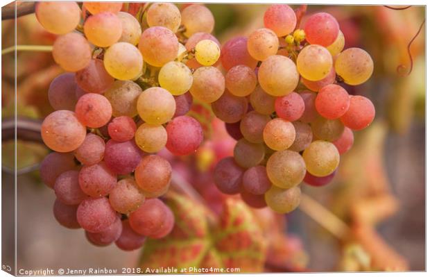 Juicy Taste Of Autumn. Red Grapes Clusters 2 Canvas Print by Jenny Rainbow