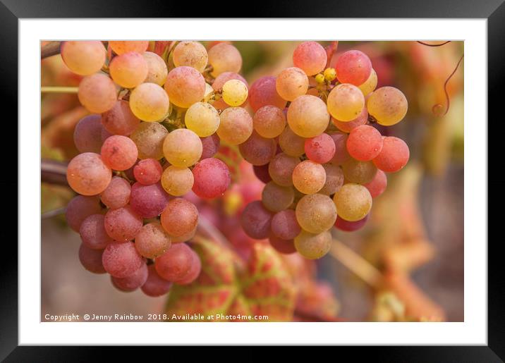 Juicy Taste Of Autumn. Red Grapes Clusters 2 Framed Mounted Print by Jenny Rainbow