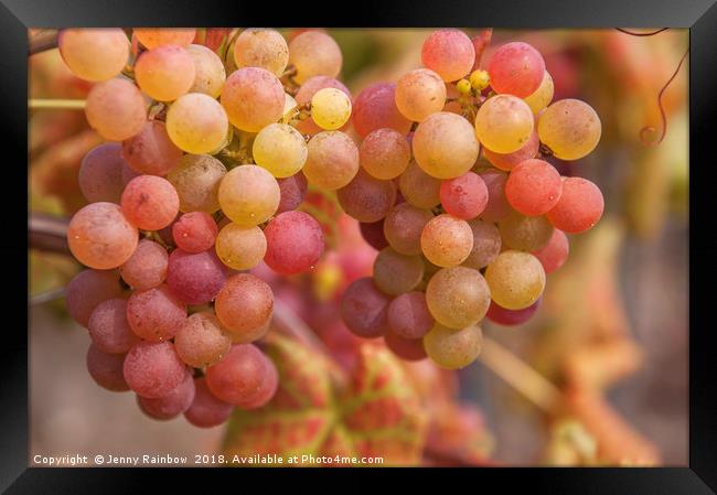 Juicy Taste Of Autumn. Red Grapes Clusters 2 Framed Print by Jenny Rainbow