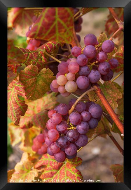 Juicy Taste Of Autumn. Red Grapes Clusters 3 Framed Print by Jenny Rainbow