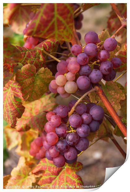 Juicy Taste Of Autumn. Red Grapes Clusters 3 Print by Jenny Rainbow