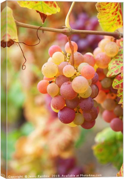 Juicy Taste Of Autumn. Red Grapes Clusters 7 Canvas Print by Jenny Rainbow