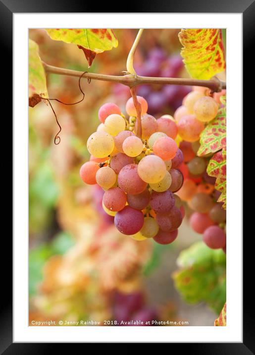 Juicy Taste Of Autumn. Red Grapes Clusters 7 Framed Mounted Print by Jenny Rainbow