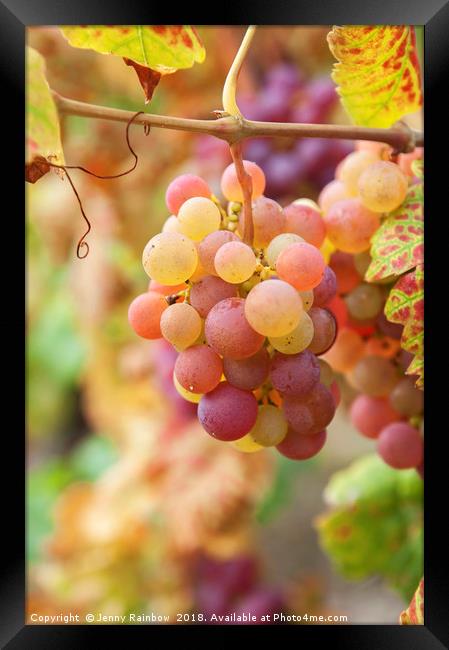 Juicy Taste Of Autumn. Red Grapes Clusters 7 Framed Print by Jenny Rainbow