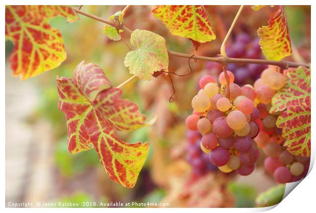 Juicy Taste Of Autumn. Red Grapes Clusters 8 Print by Jenny Rainbow
