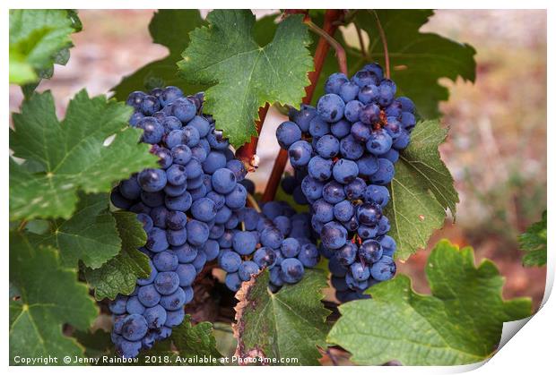 Blue Grapes Vines Print by Jenny Rainbow