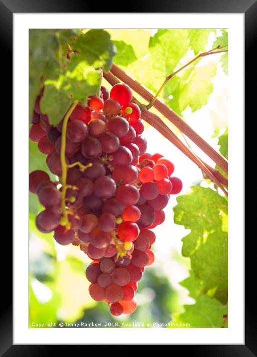 Juicy Taste Of Autumn. Red Grapes Clusters 9 Framed Mounted Print by Jenny Rainbow