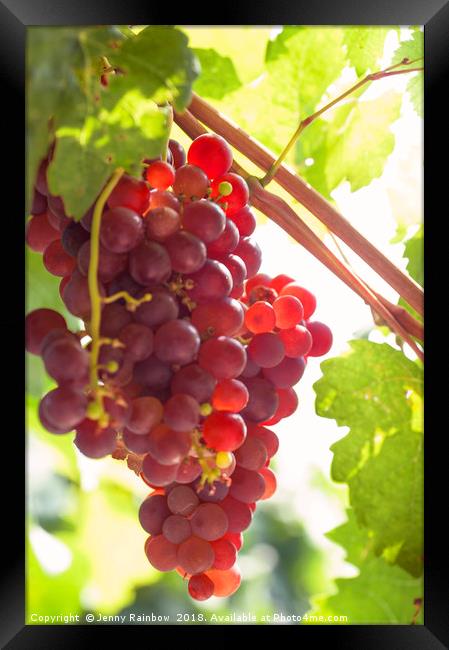 Juicy Taste Of Autumn. Red Grapes Clusters 9 Framed Print by Jenny Rainbow