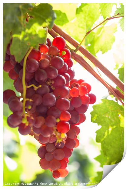 Juicy Taste Of Autumn. Red Grapes Clusters 9 Print by Jenny Rainbow