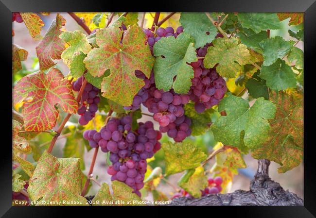 Juicy Taste Of Autumn. Red Grapes Clusters 10 Framed Print by Jenny Rainbow