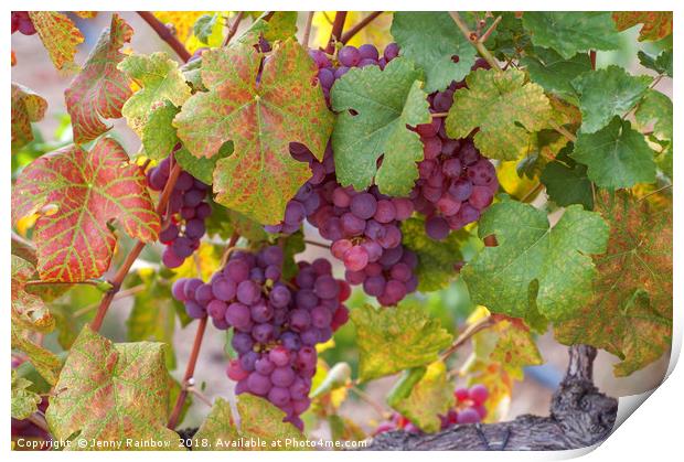 Juicy Taste Of Autumn. Red Grapes Clusters 10 Print by Jenny Rainbow