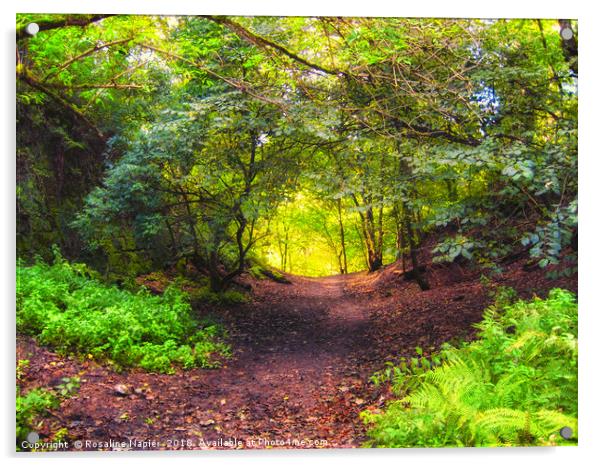 Roslin Glen woodland path Acrylic by Rosaline Napier