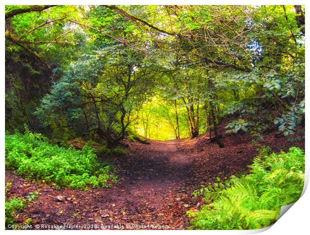 Roslin Glen woodland path Print by Rosaline Napier