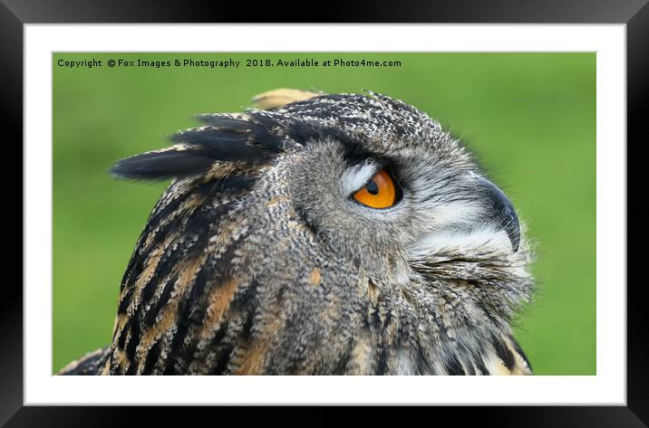 European eagle owl Framed Mounted Print by Derrick Fox Lomax