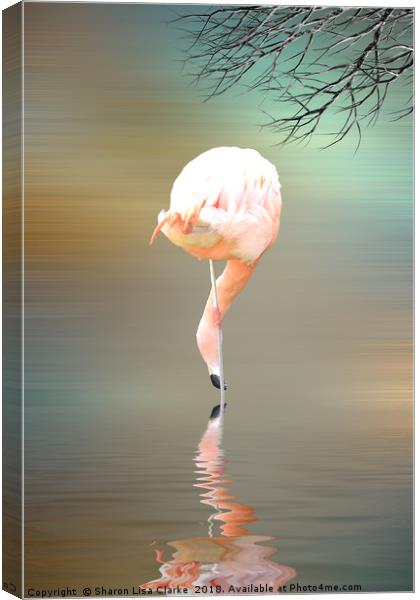 Feathered in pink Canvas Print by Sharon Lisa Clarke
