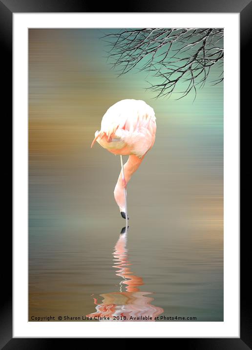 Feathered in pink Framed Mounted Print by Sharon Lisa Clarke