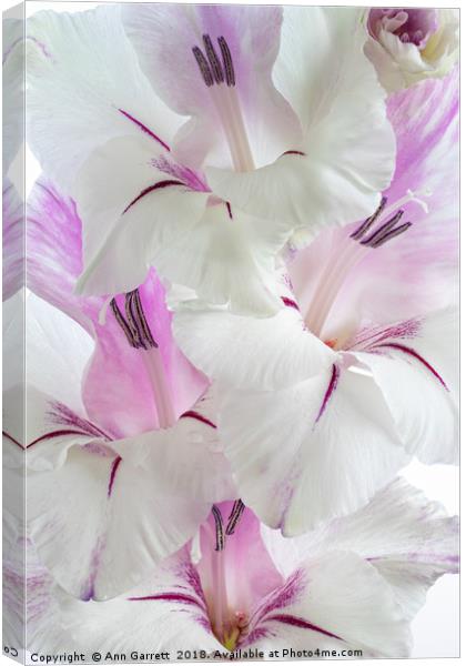 Lilac and White Gladiolus Canvas Print by Ann Garrett
