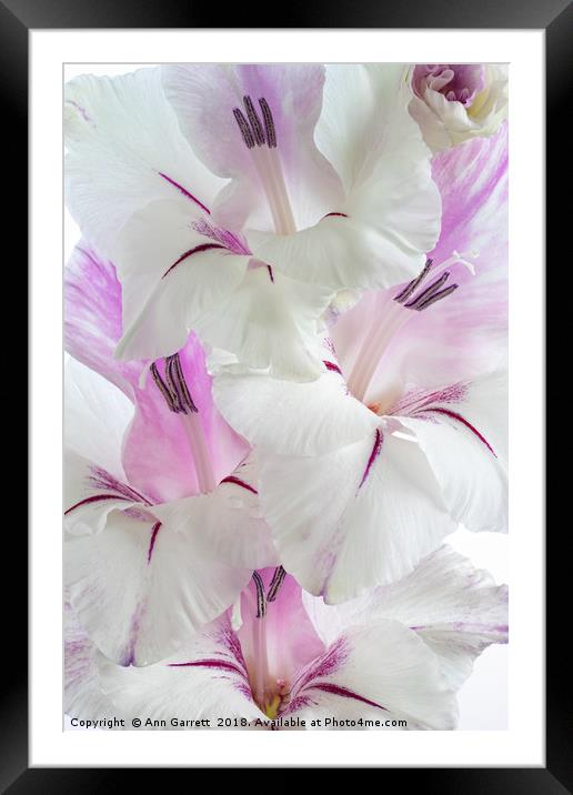 Lilac and White Gladiolus Framed Mounted Print by Ann Garrett