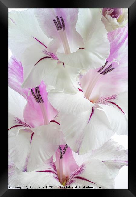 Lilac and White Gladiolus Framed Print by Ann Garrett