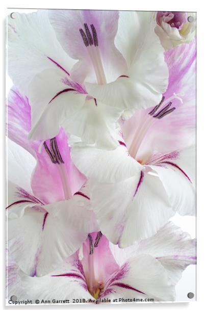 Lilac and White Gladiolus Acrylic by Ann Garrett