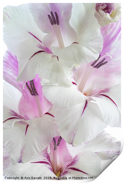 Lilac and White Gladiolus Print by Ann Garrett