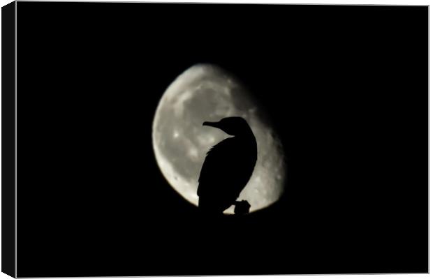 Moonrise behind a sleeping cormorant  Canvas Print by Gary Pearson