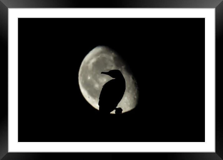 Moonrise behind a sleeping cormorant  Framed Mounted Print by Gary Pearson