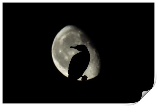 Moonrise behind a sleeping cormorant  Print by Gary Pearson