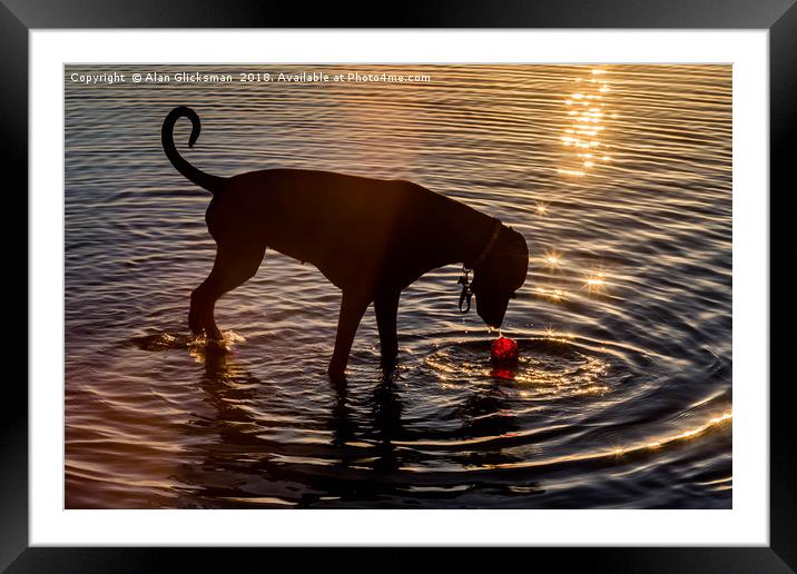 Dog playing in the water Framed Mounted Print by Alan Glicksman