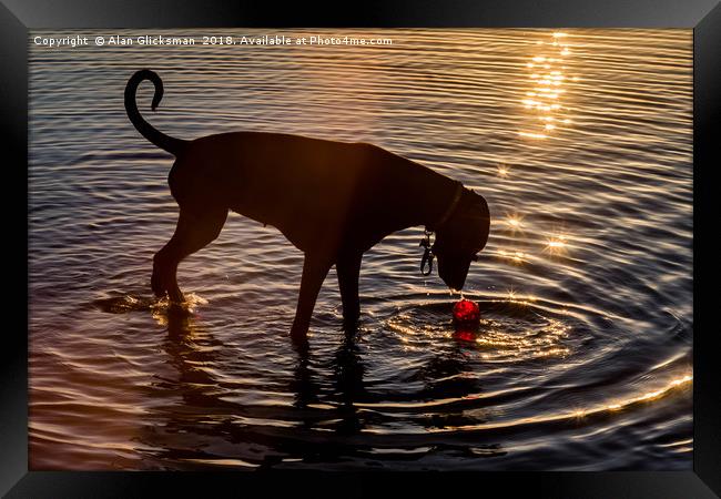 Dog playing in the water Framed Print by Alan Glicksman