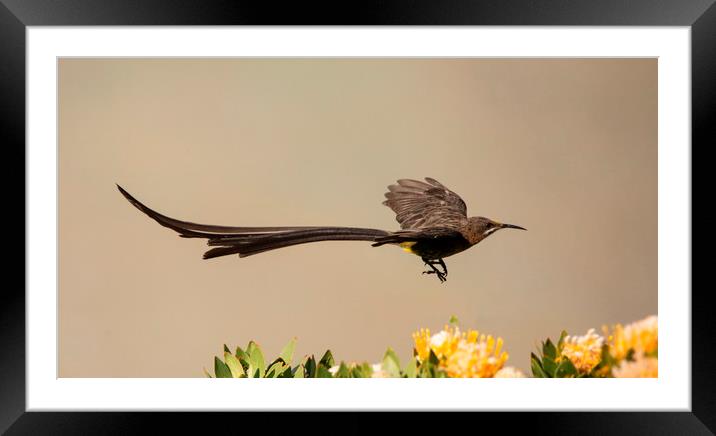 Cape Sugarbird Male in flight Framed Mounted Print by Alan Humphreys