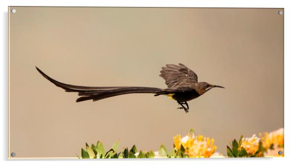 Cape Sugarbird Male in flight Acrylic by Alan Humphreys