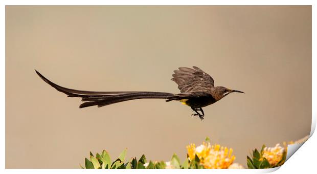 Cape Sugarbird Male in flight Print by Alan Humphreys