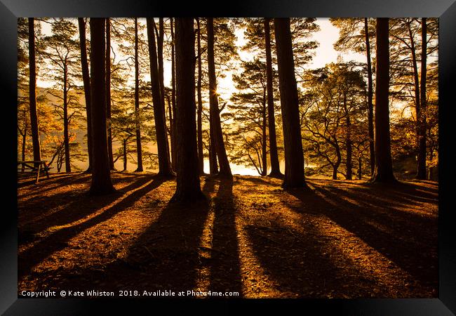 Sunlight Through The Pines Framed Print by Kate Whiston