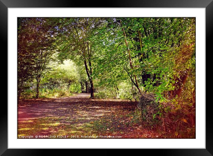 "Sunshine through the trees" Framed Mounted Print by ROS RIDLEY