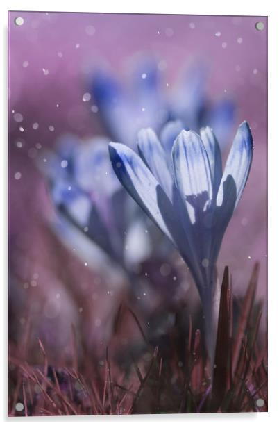 Blue crocuses on a purple background. Acrylic by Karina Knyspel