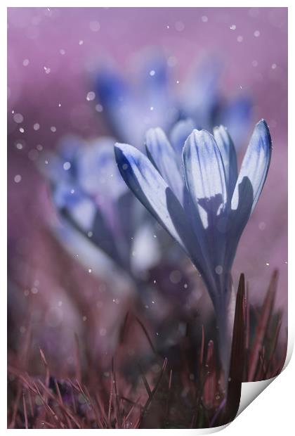 Blue crocuses on a purple background. Print by Karina Knyspel