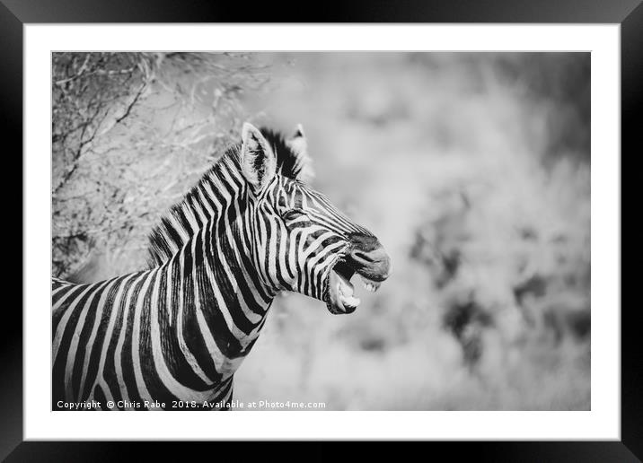Zebra (Equus quagga) Framed Mounted Print by Chris Rabe