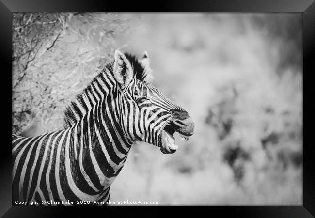 Zebra (Equus quagga) Framed Print by Chris Rabe
