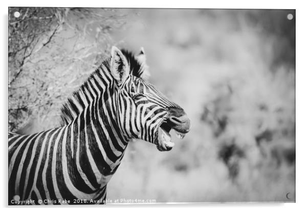 Zebra (Equus quagga) Acrylic by Chris Rabe