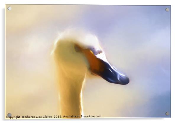 Whispy Swan Acrylic by Sharon Lisa Clarke