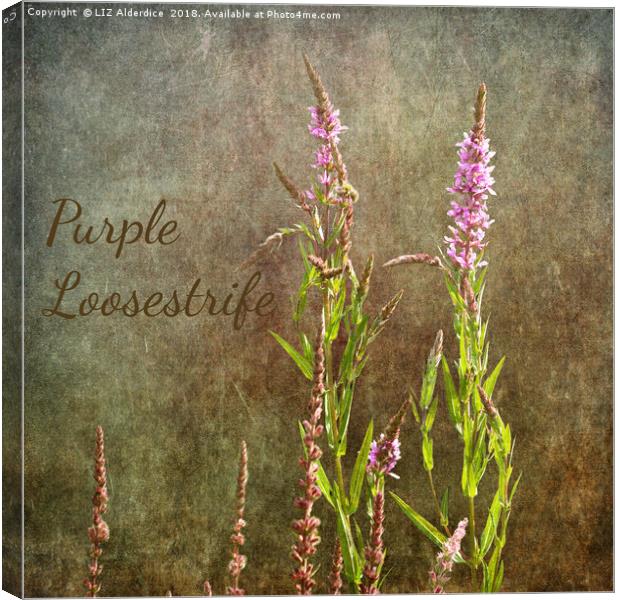 Purple Loosestrife Canvas Print by LIZ Alderdice