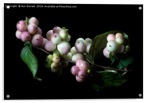 Snowberry Acrylic by Ann Garrett