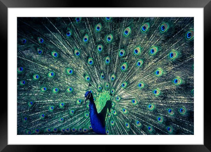 The Peacock Framed Mounted Print by NKH10 Photography