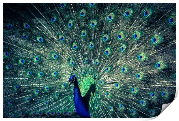 The Peacock Print by NKH10 Photography