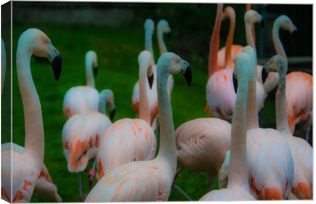 Flamingo birds Canvas Print by NKH10 Photography